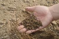 soils - Year 9 - Quizizz
