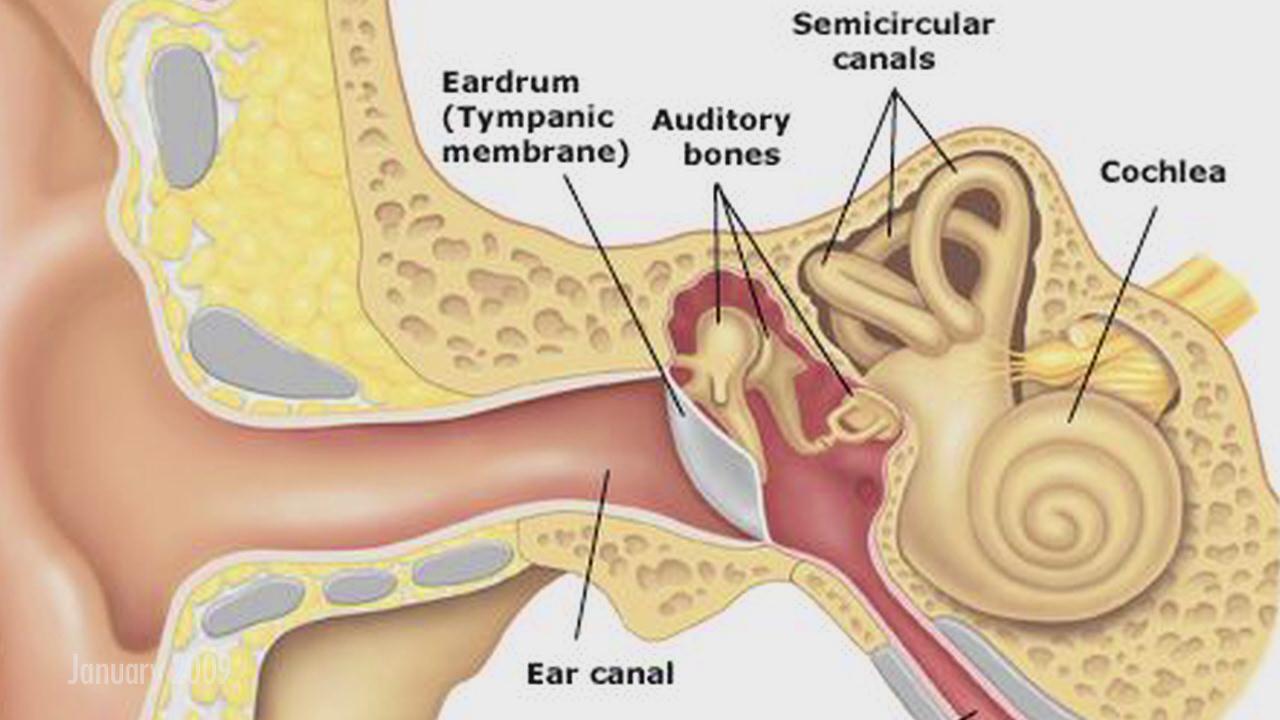 parts of the ear and their functions quiz