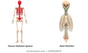 Skull and thoracic | Quizizz