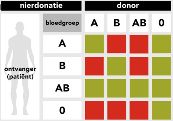 Bloedgroepen Biologie 4GL | Biology - Quizizz