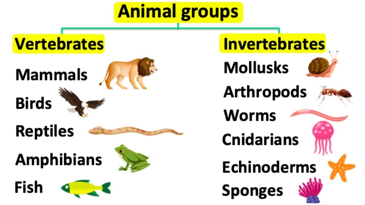 vertebrates and invertebrates - Class 3 - Quizizz