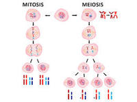 meiosis - Class 2 - Quizizz