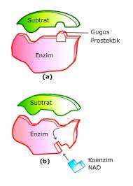 Biologi - Kelas 11 - Kuis