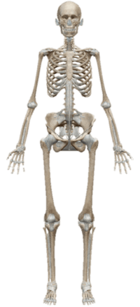 Skeletal System Quiz Practice | Science - Quizizz