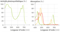 Une conversion de l’énergie solaire - la photosynthese