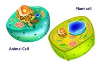 plant and animal cell - Class 2 - Quizizz