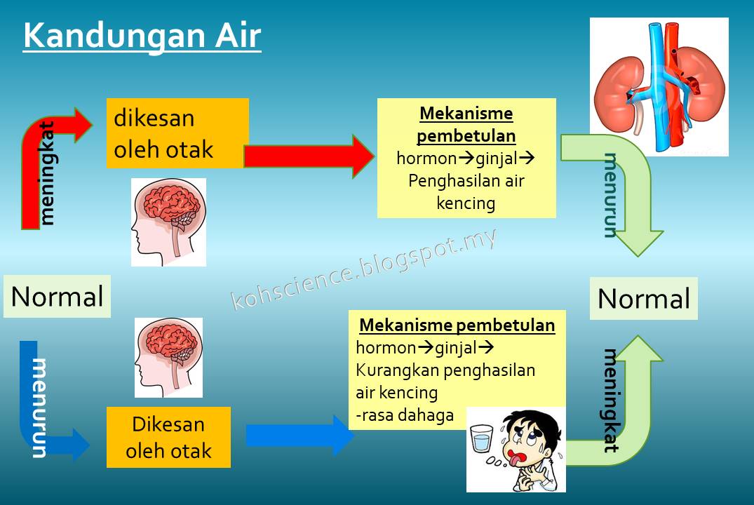 Sains Kssm Tingkatan 1 Bab 3 Science Quiz Quizizz