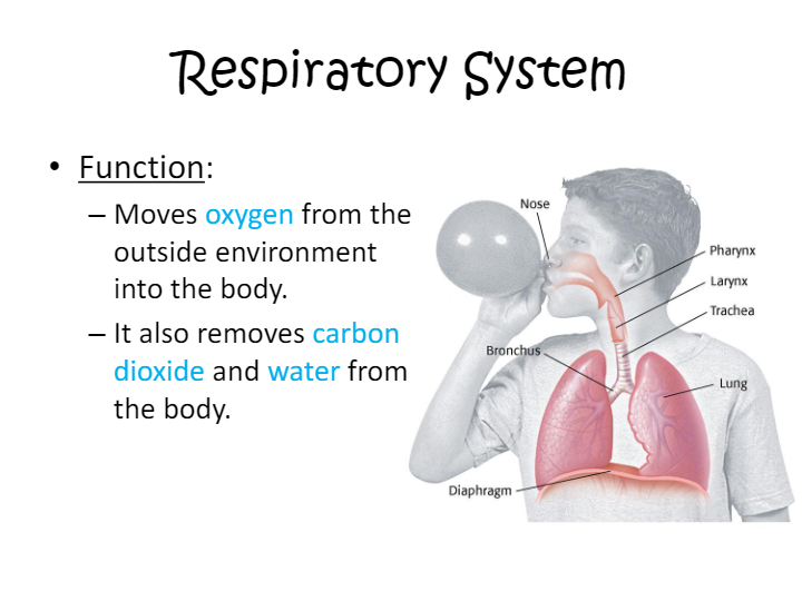 Respiratory Circulatory System | Science - Quizizz