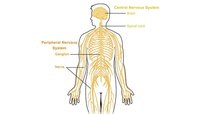 the immune system - Grade 5 - Quizizz