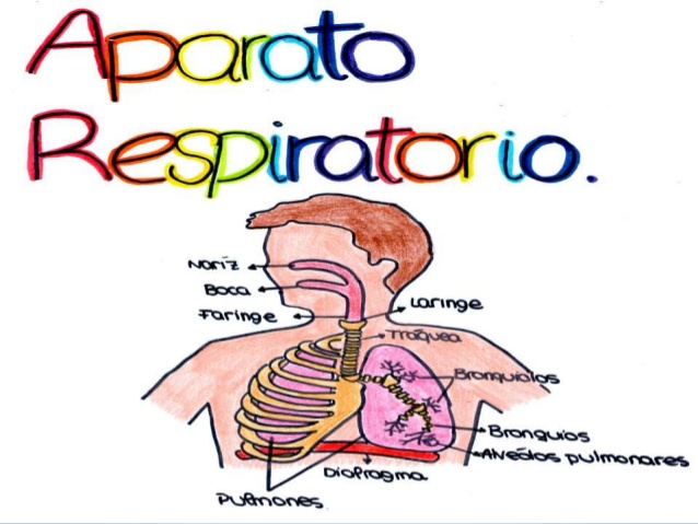 os sistemas circulatório e respiratório - Série 7 - Questionário