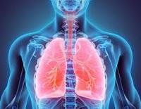 the circulatory and respiratory systems - Grade 2 - Quizizz