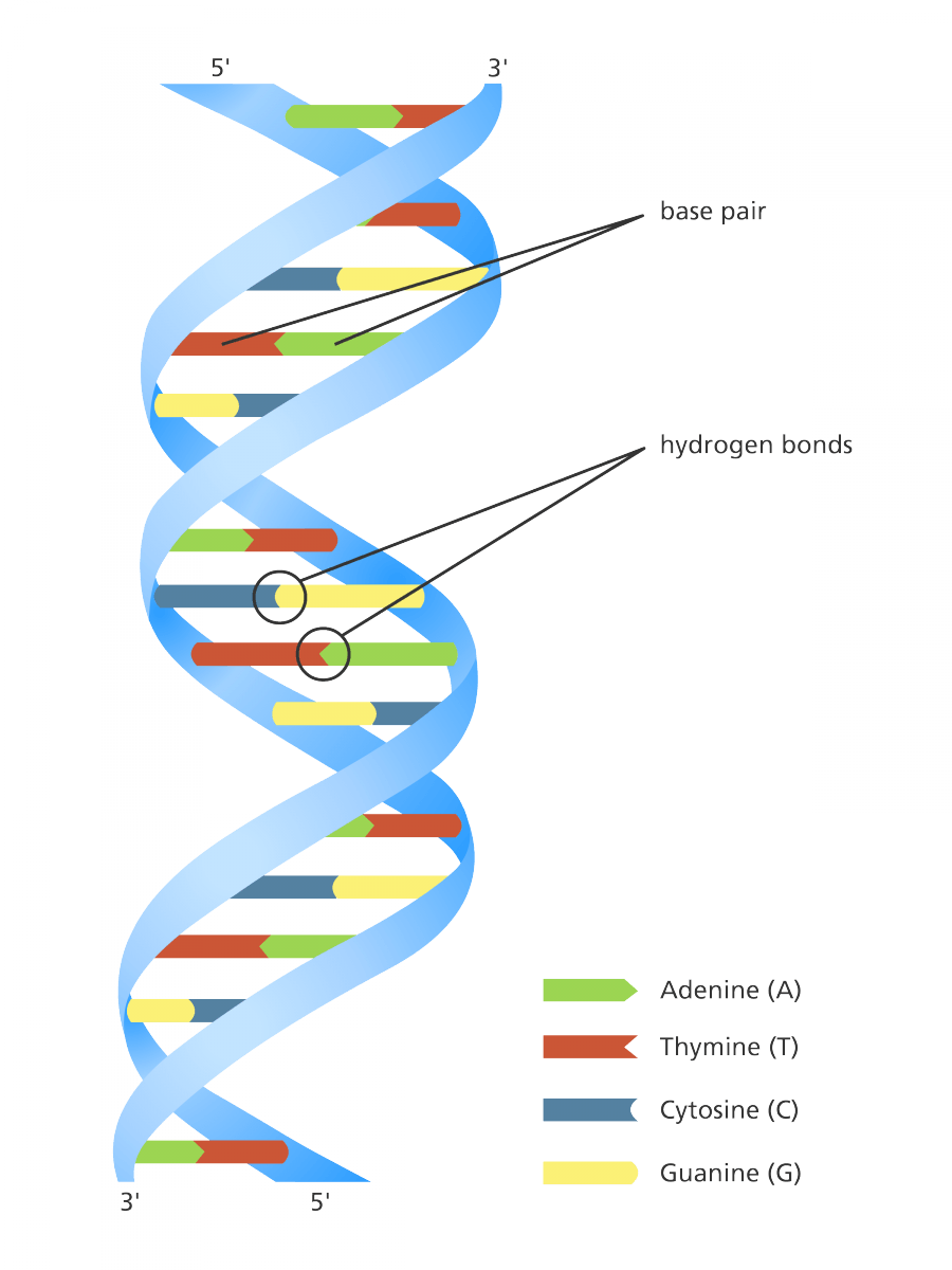 dna-and-alleles-review-science-quizizz