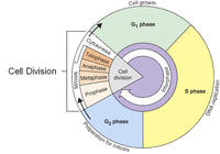 the cell cycle and mitosis - Class 5 - Quizizz