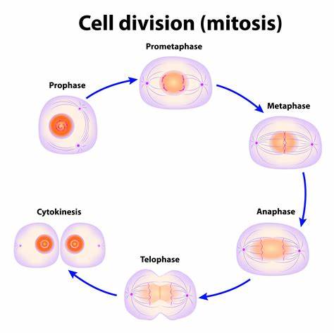 cell division - Class 7 - Quizizz