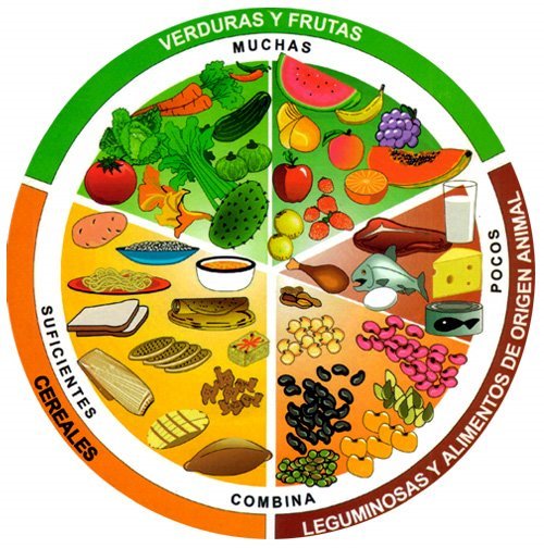 Plato Del Bien Comer Cic Science Quizizz The Best Porn Website