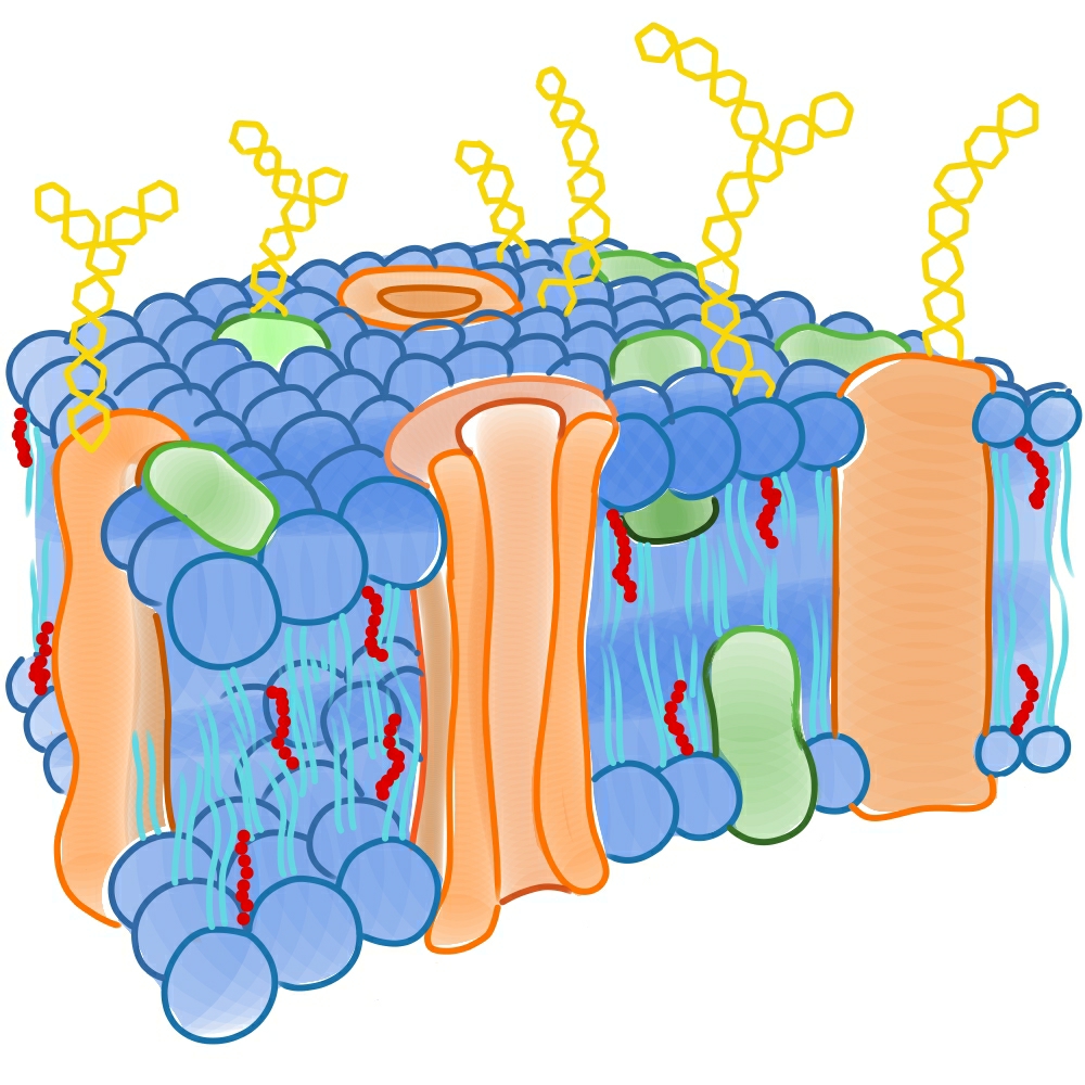 la membrana celular - Grado 1 - Quizizz