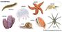 Invertebrate Quiz