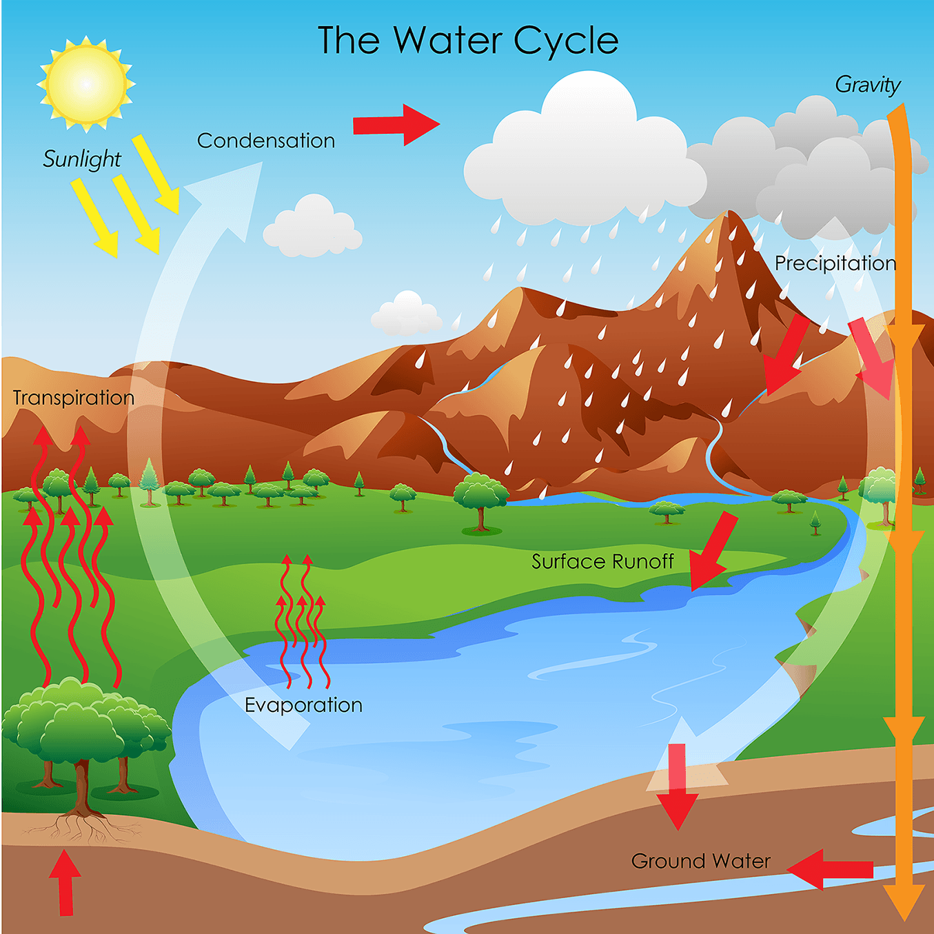 HW 23 Water Cycle with Lesson | Science - Quizizz