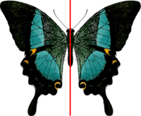 Lines of Symmetry - Year 7 - Quizizz