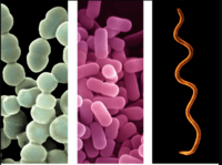 bacteria and archaea - Year 9 - Quizizz