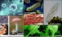 Protista, monera e fungi