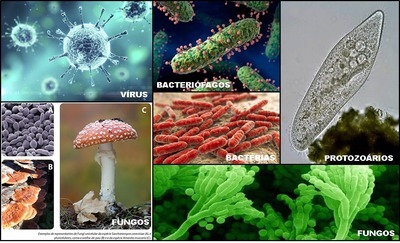 biologia monera