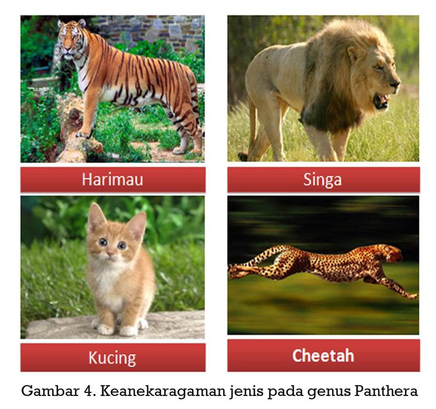 Hewan berikut yang menunjukkan keanekaragaman jenis dengan harimau yaitu