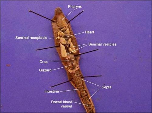 earthworm anatomy model