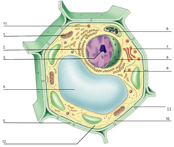 structure of a cell - Class 9 - Quizizz