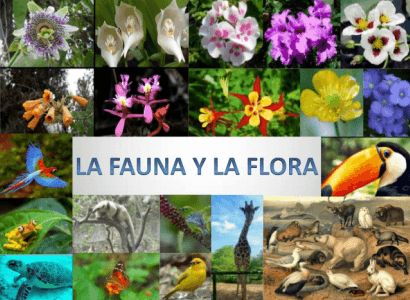 La flora y fauna de Panamá | Social Studies - Quizizz