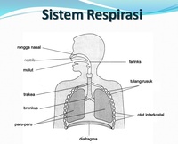 respirasi seluler - Kelas 9 - Kuis