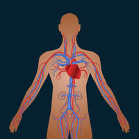 os sistemas circulatório e respiratório - Série 10 - Questionário