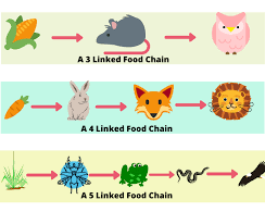 food chain Flashcards - Quizizz