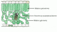 schemat komórki roślinnej - Klasa 6 - Quiz