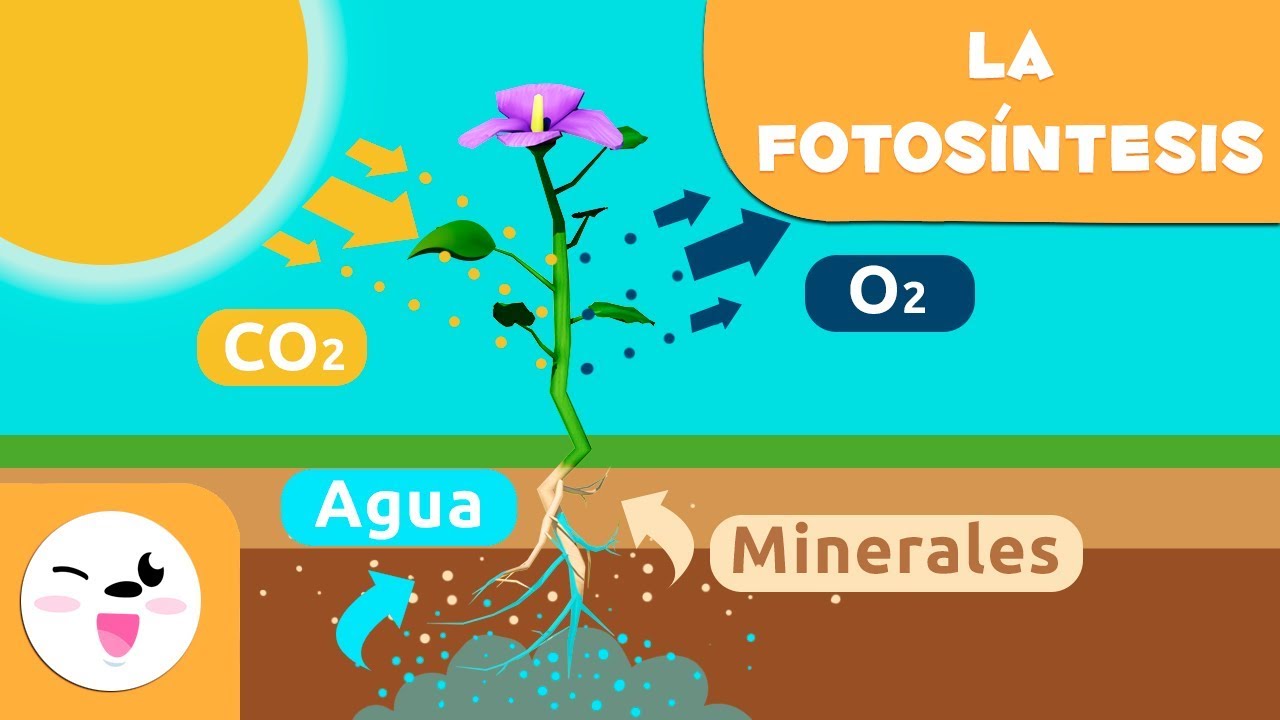 fotosíntesis - Grado 5 - Quizizz