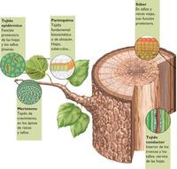 biologia vegetal - Série 9 - Questionário