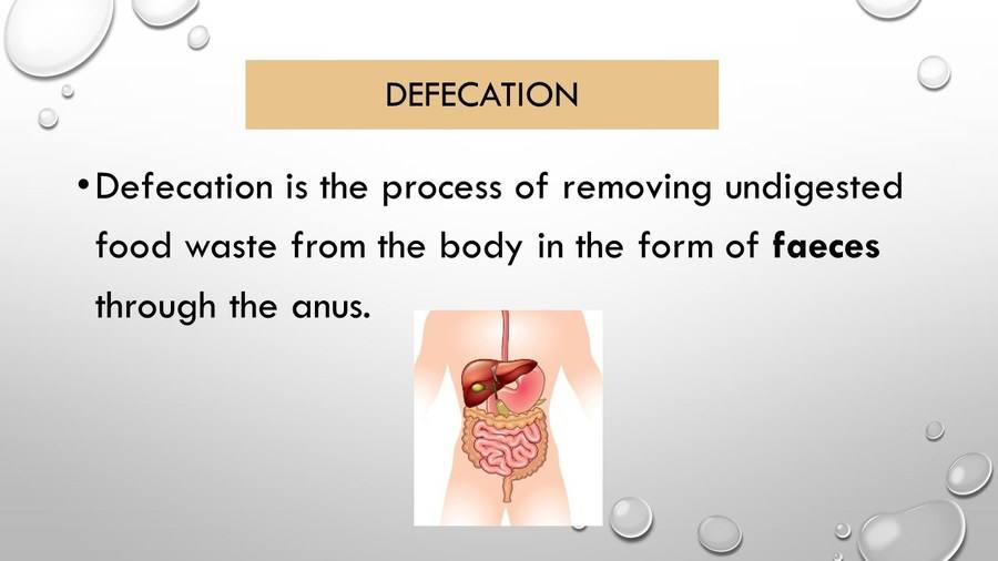 defecation process