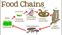 food chain - Class 5 - Quizizz