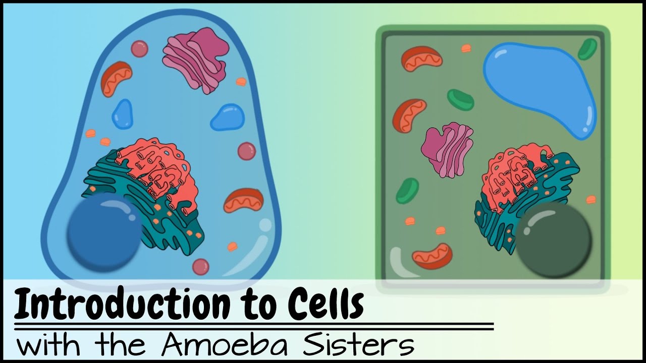 Amoeba Sisters Introduction To Cells