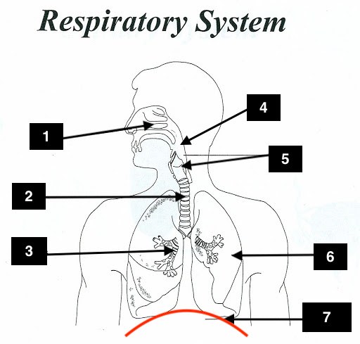 Respiratory system Jeopardy Template