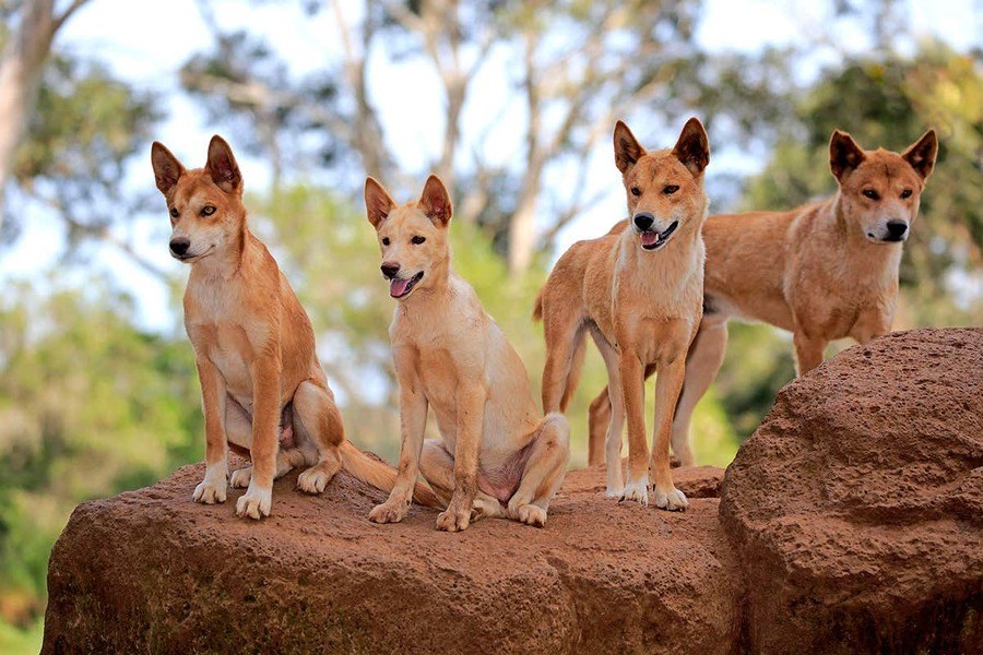 are dingoes dangerous