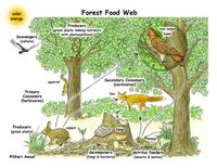 living and non living things - Year 8 - Quizizz