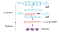 estructura y replicación del adn - Grado 9 - Quizizz