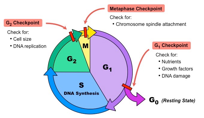 Cell Cycle Checkpoints Biology Quiz Quizizz   05a9ad64 858f 4b8c B7ef Ee543f73b80c