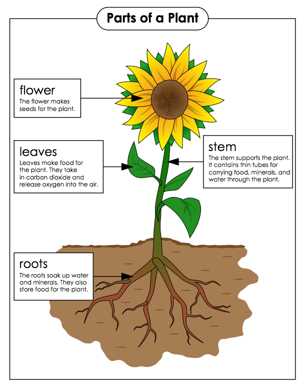 bagian-bagian tumbuhan dan fungsinya - Kelas 2 - Kuis