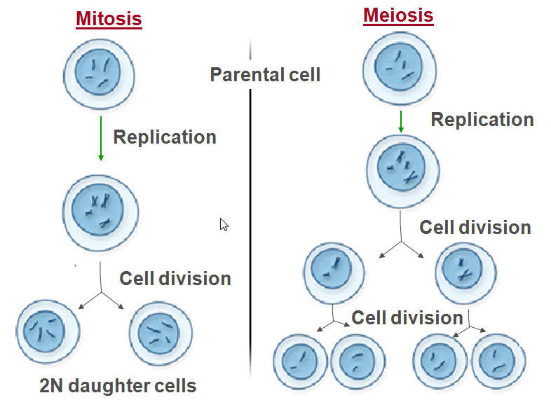 Reproduction Mitosis Meiosis | Biology Quiz - Quizizz