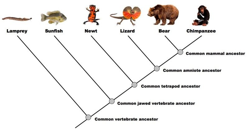 H. Biology Evolution Test Review | Other Quiz - Quizizz