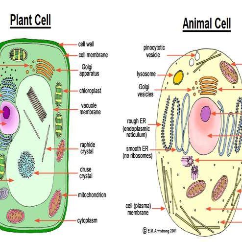 Animal and Plant Cells | Science Quiz - Quizizz