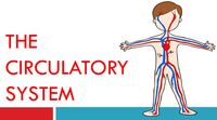 the circulatory and respiratory systems - Year 12 - Quizizz