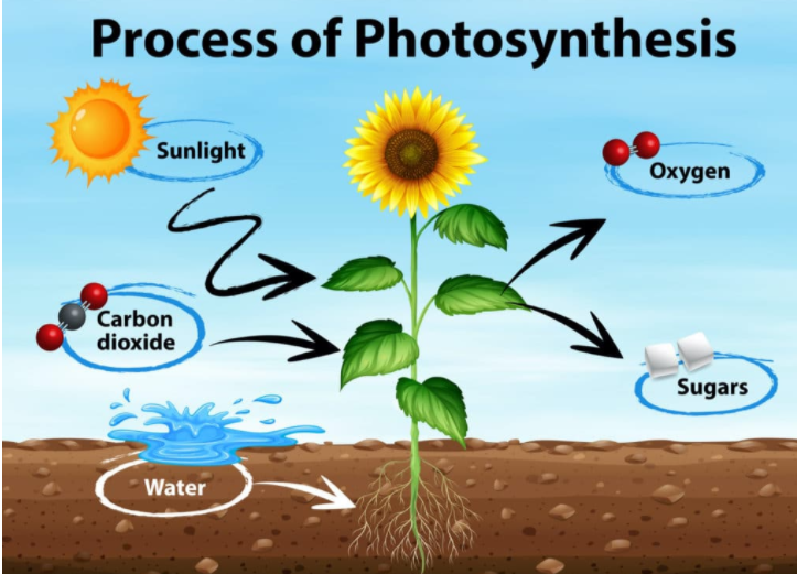 photosynthesis - Grade 5 - Quizizz